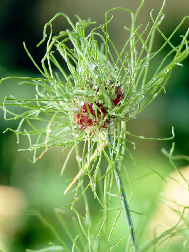 Allium Hair