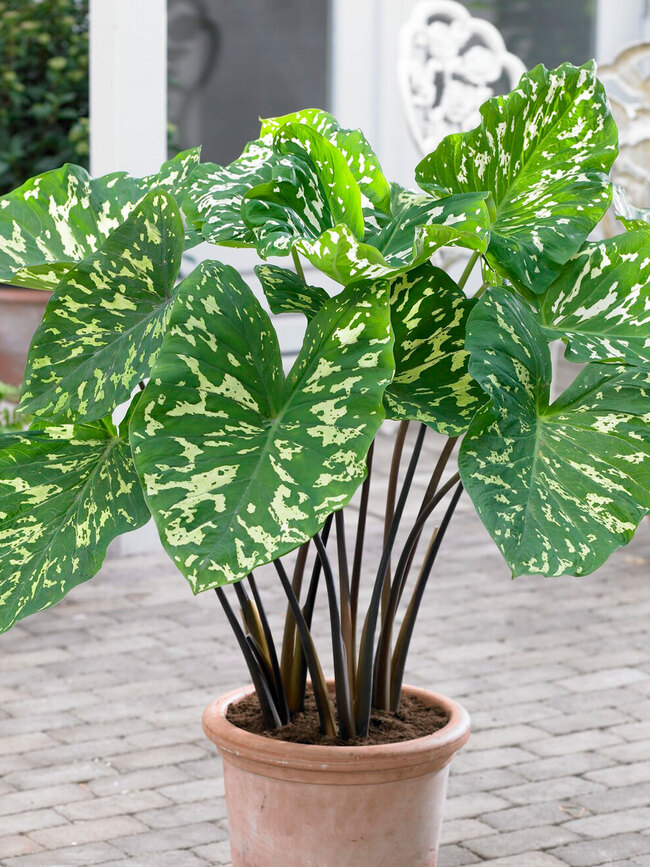 Alocasia Hilo Beauty