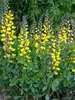 Baptisia Lemon Meringue