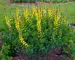 Baptisia Lemon Meringue