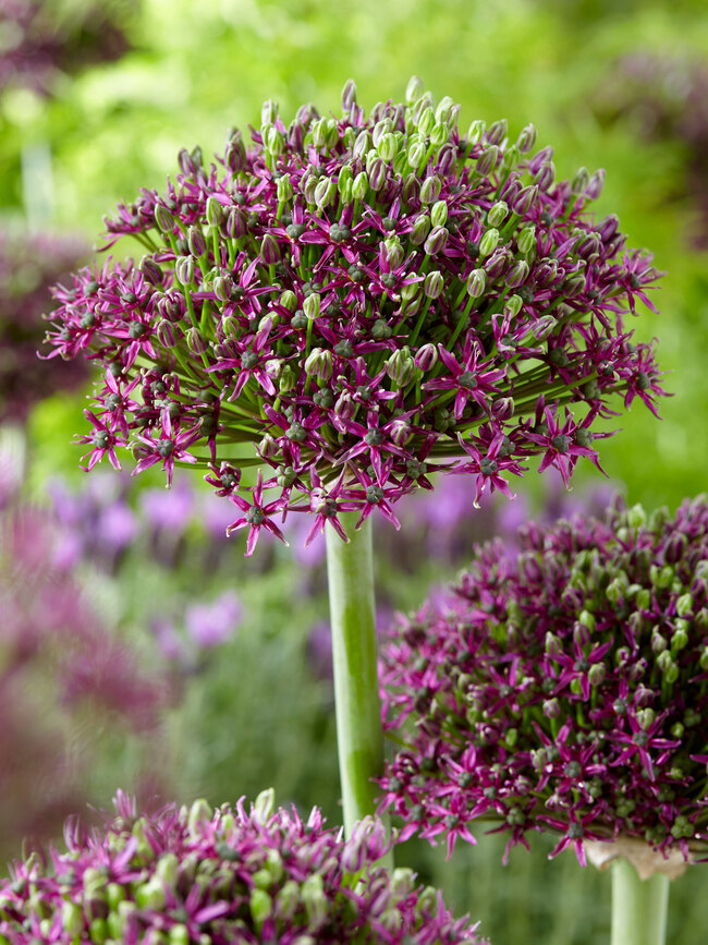 Allium Magic