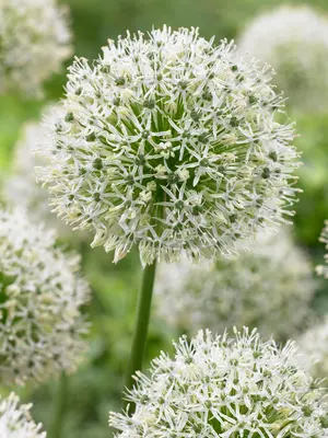 Link to Allium Mount Everest