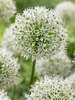 Allium Mount Everest