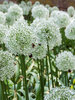 Allium Mount Everest