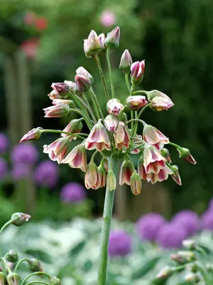 Link to Allium nectaroscordum