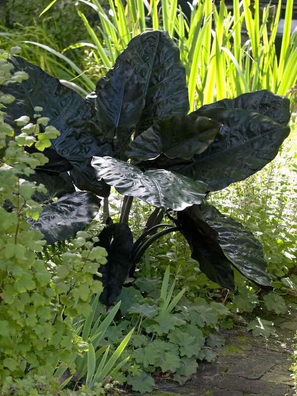 Alocasia Plumbea Nigra