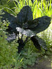 Alocasia Plumbea Nigra
