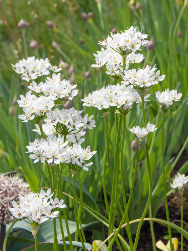 Allium Neapolitanum