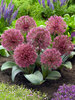 Allium Nevskianum
