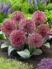 Allium Nevskianum