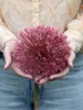 Allium Nevskianum