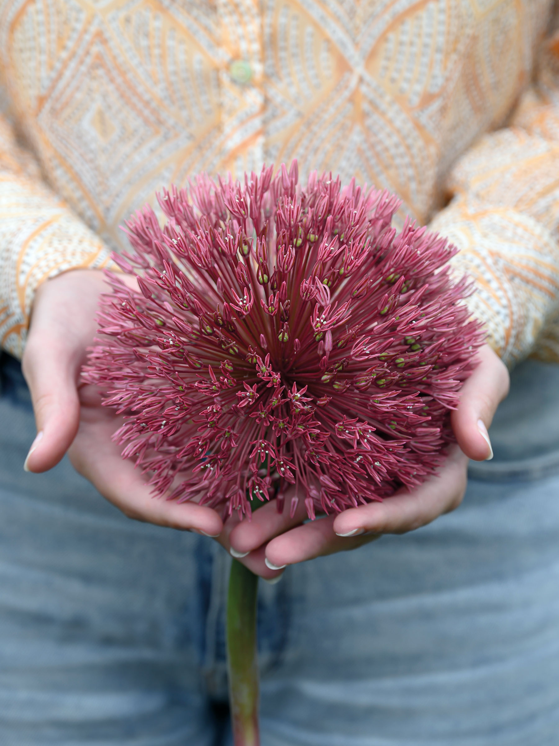 Allium Nevskianum | Bluestone Perennials, image size:1800x2400