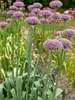 Allium New York