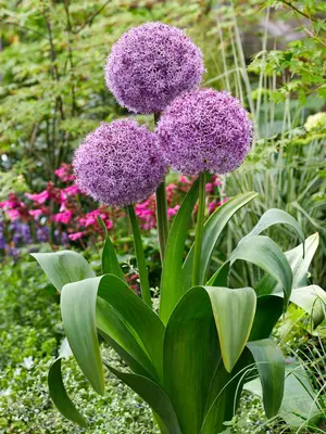 Link to Allium Party Balloons