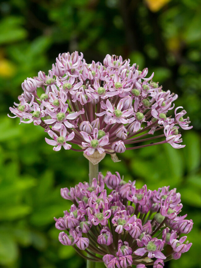 Allium Pnk Jewel