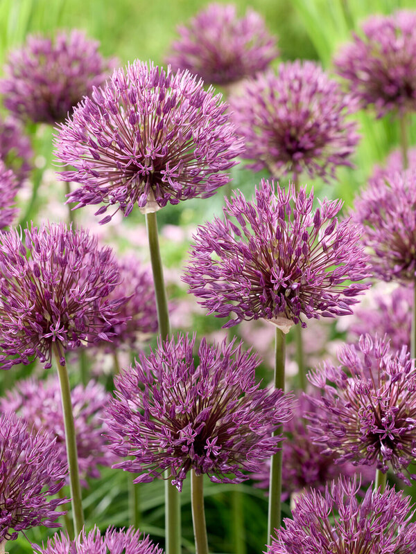 Allium Powder Puff