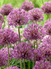 Allium Powder Puff