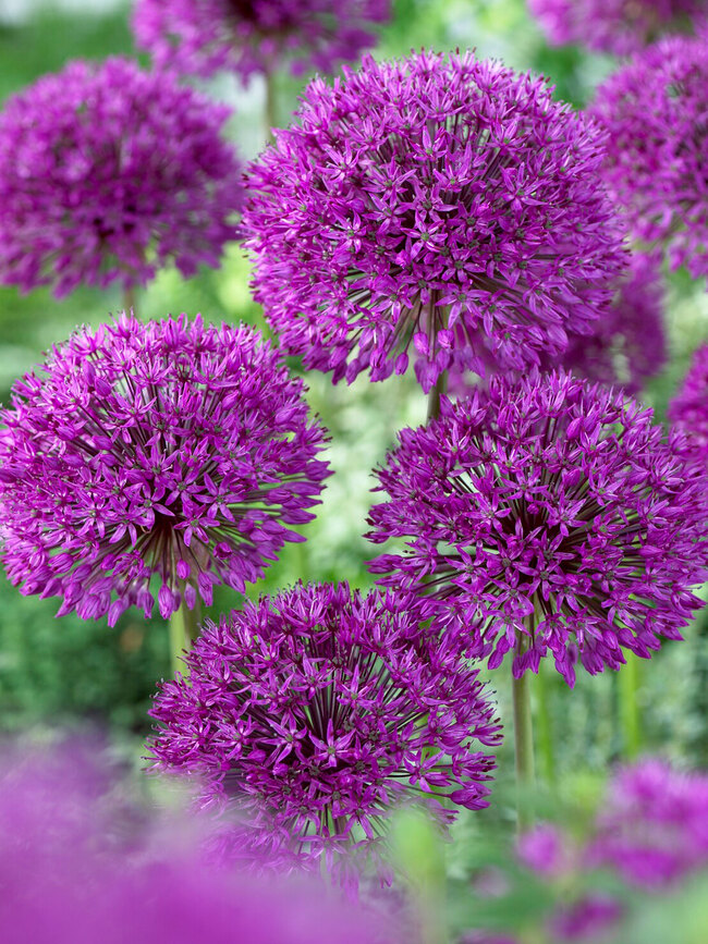 Allium Purple Sensation