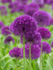 Allium Purple Sensation