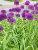 Allium Purple Sensation