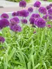 Allium Purple Sensation