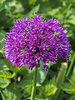 Allium Purple Sensation