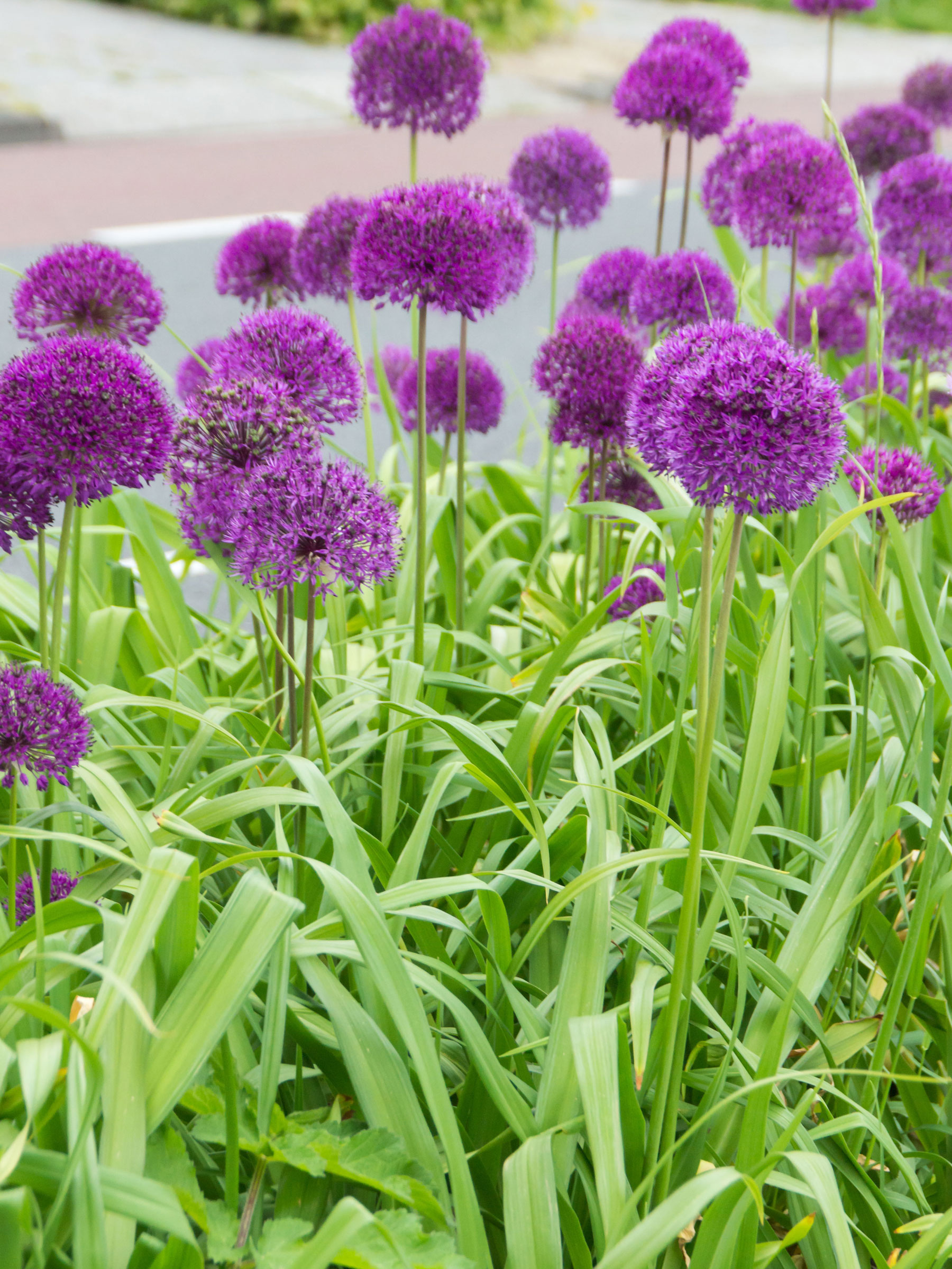 Allium Purple Sensation (Ornamental Onion)