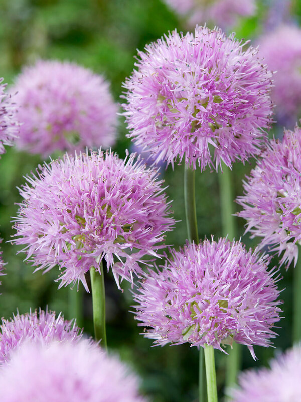 Allium Rosy Dream