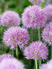 Allium Rosy Dream