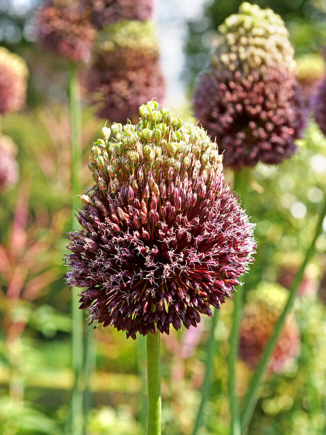 Allium Red Mohican