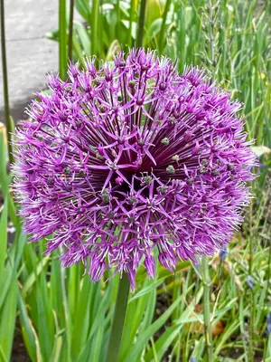Link to Allium Rosenbachianum