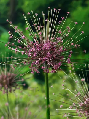 Link to Allium Schubertii