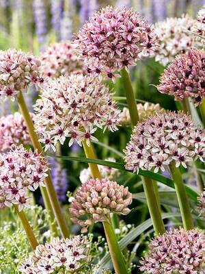 allium ☆ Longfield Gardens Allium Perennial Garden, 75-bulbs | Costco