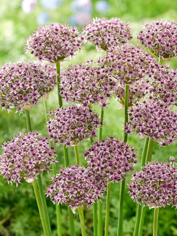 Allium Starlight