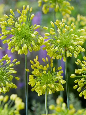 Link to Allium Yellow Fantasy