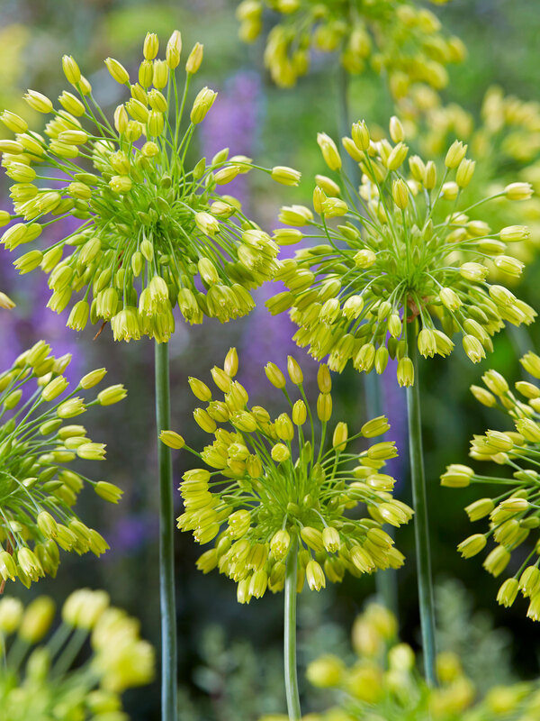 Allium Yellow Fantasy