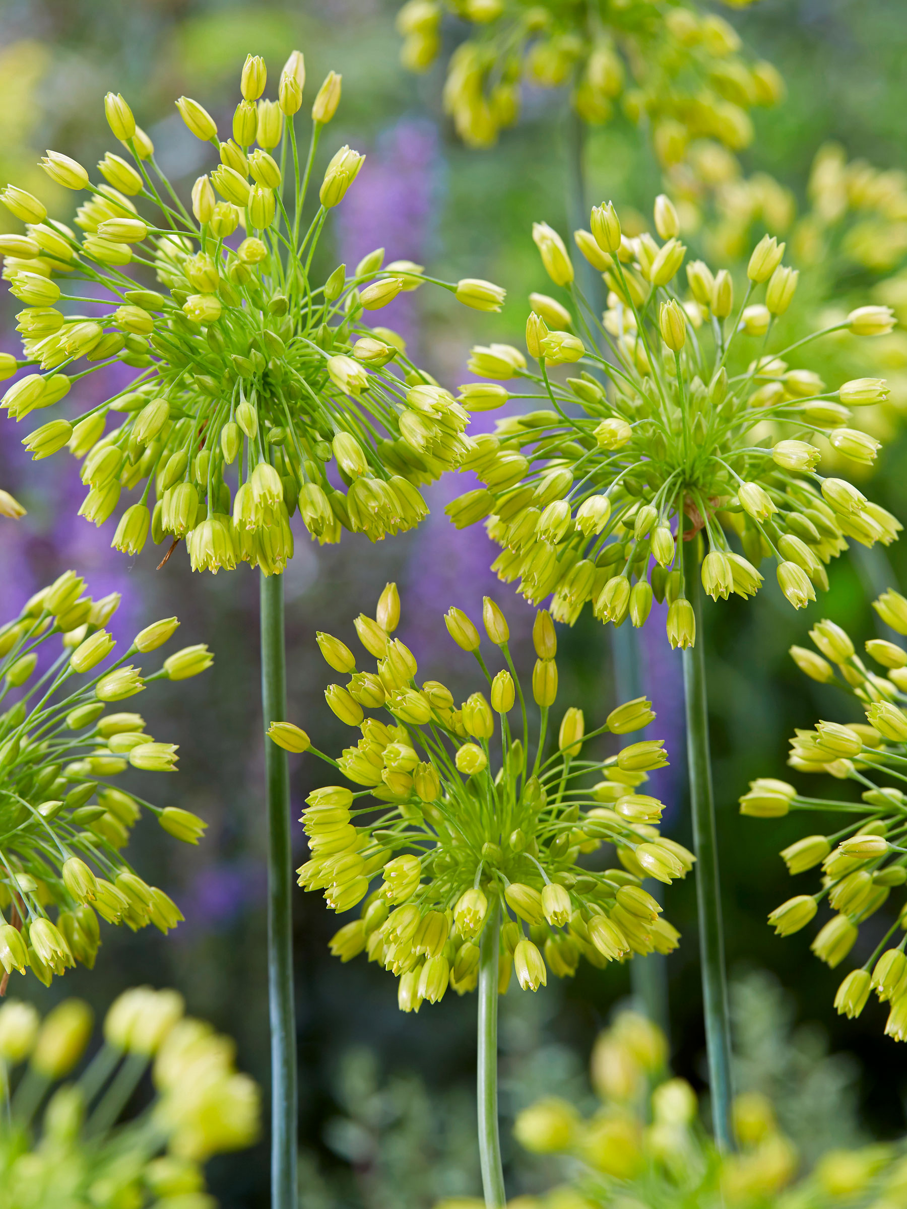 Allium Yellow Fantasy | Bluestone Perennials