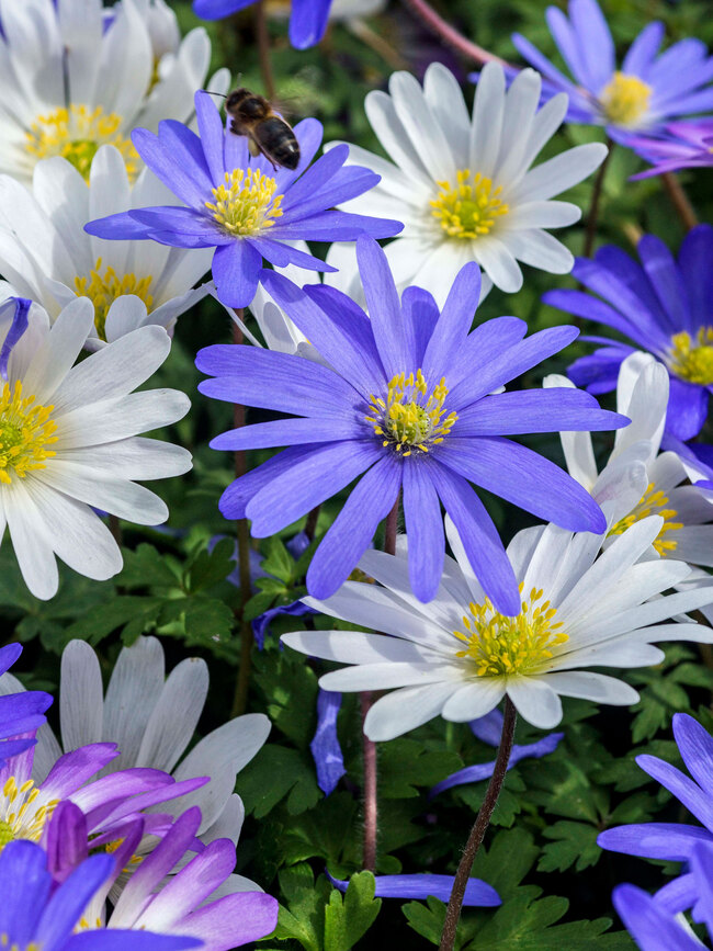 Anemone Blanda Mix