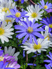 Anemone Blanda Mix