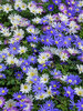 Anemone Blanda Mix