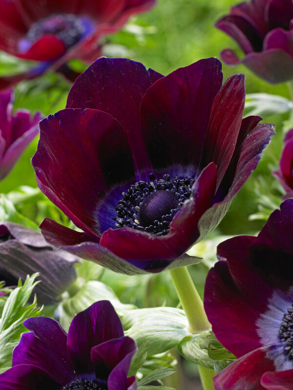 Anemone Bordeaux