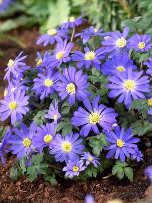 Link to Anemone Blue Shades