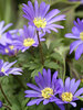 Anemone Blue Shades