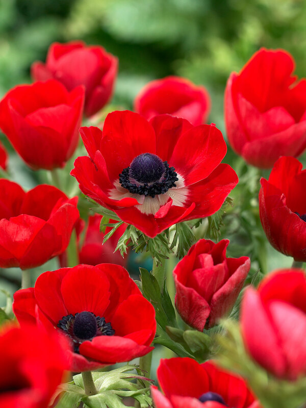 Anemone Hollandia