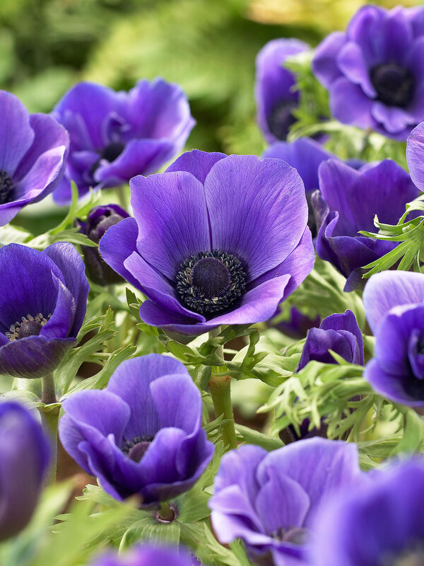 Anemone Mr. Fokker