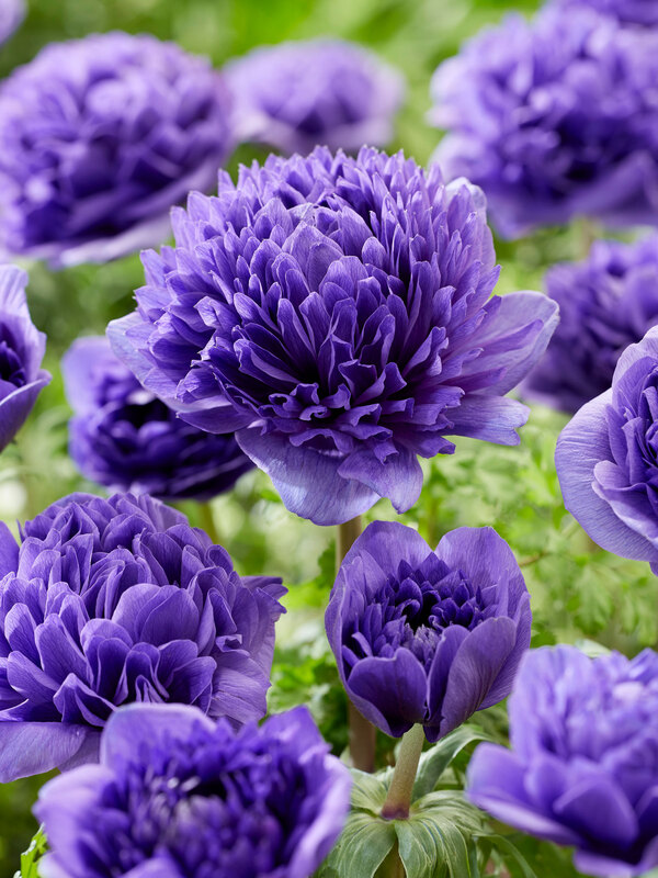 Anemone Peony Blue