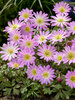 Anemone Pink Star
