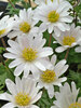 Anemone White Splendour