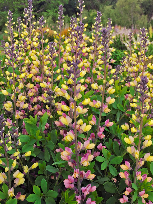 Baptisia Pink Lemonade