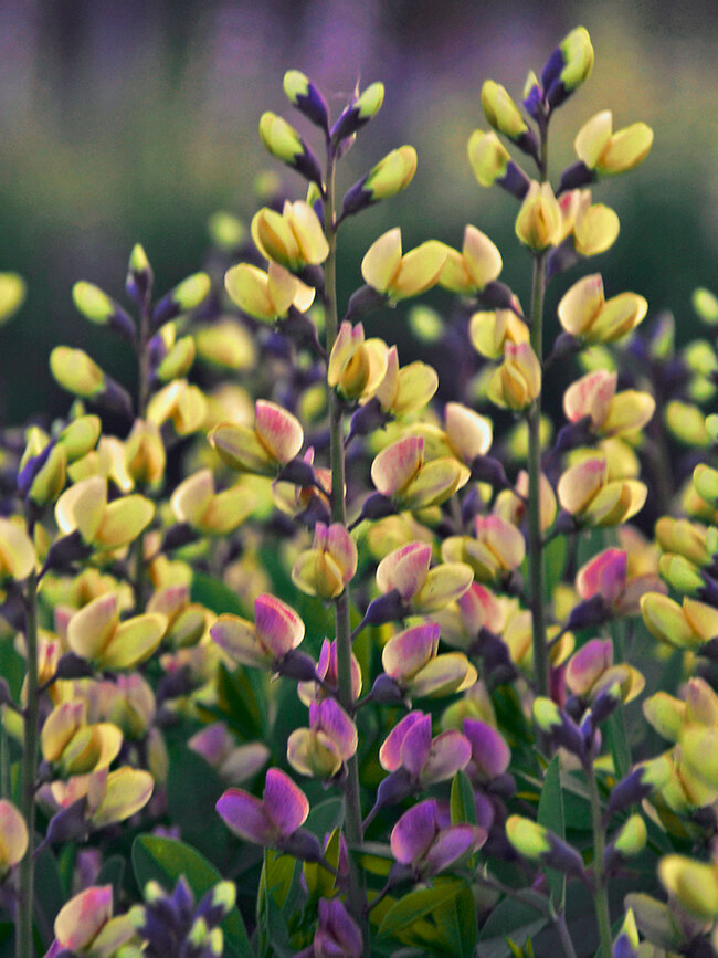 Pink Lemonade Raspberry Bush Baptisia Pink Lemonade | Bluestone Perennials
